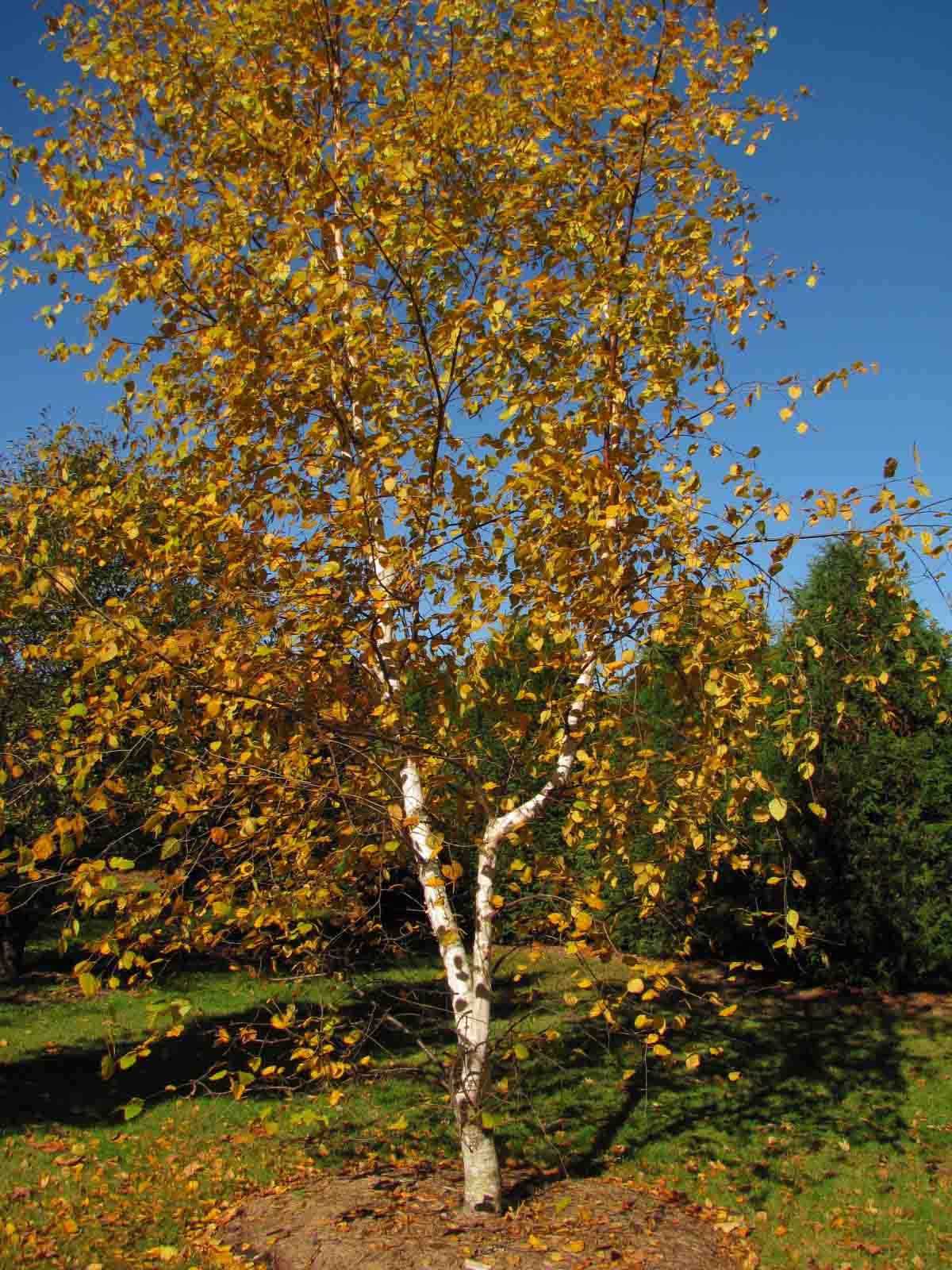 Shade Trees Wiltrout Nursery Chippewa Falls, WI